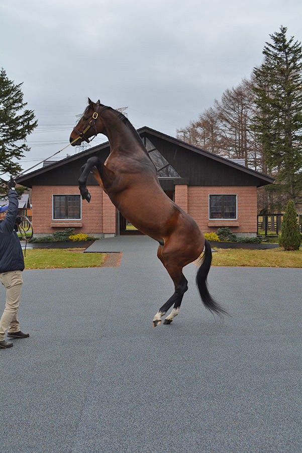Just A Way dances for us at Shadai Stallion Station